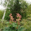 Rheum palmatum 'Atropurpureum'